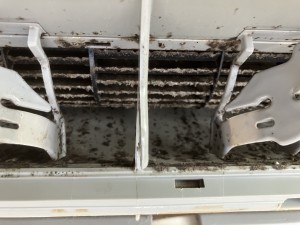 IMG_0008-1