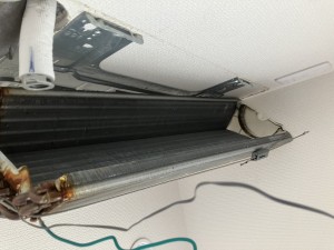 IMG_0017-1