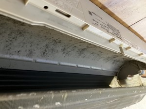 IMG_3157 IMG_31571