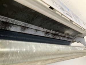IMG_3861 IMG_38611
