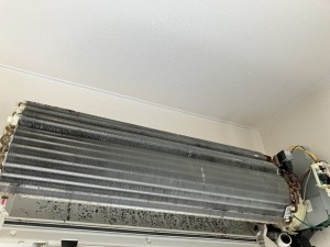 IMG_5244 IMG_52442