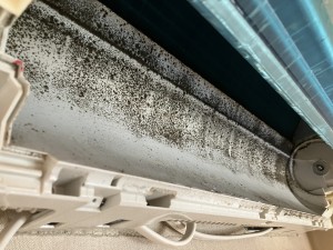 IMG_6541-1