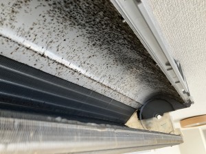 IMG_9142